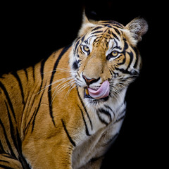 Fotomurali - Tiger hungry