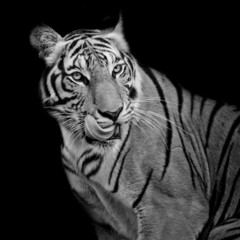 Fotomurali - Black and White Tiger hungry