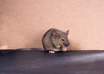 Common house mouse (Mus musculus) on a gray background