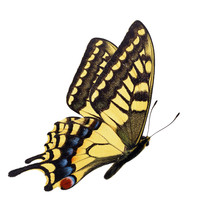 Corsican Swallowtail