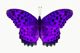 Fototapeta Motyle - purple butterfly