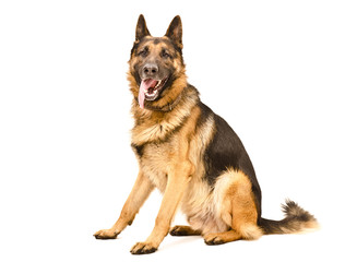 Wall Mural - German Shepherd dog