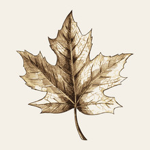 Sketch Illustration Of A Maple Leaf
