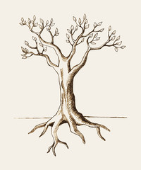 Wall Mural - sketch illustration of a tree