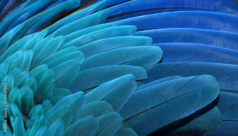 Close up of Macaw wing feathers, Caribbean - obrazy, fototapety, plakaty 