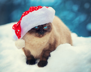 Cute siamese cat wearing Santa's walking in snow