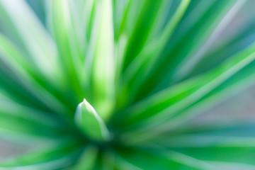 abstract fresh green  beautiful blur background
