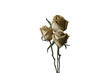 Three withered roses