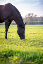 Brown Horse Grazing In A Lush Green Pasture