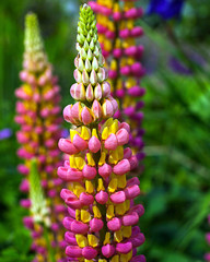 Canvas Print - Lupin