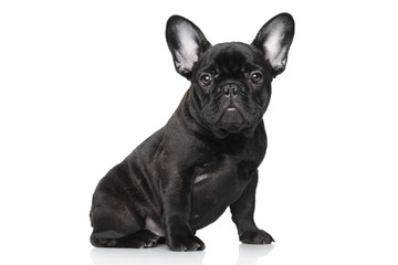 Poster - French bulldog puppy on a white background