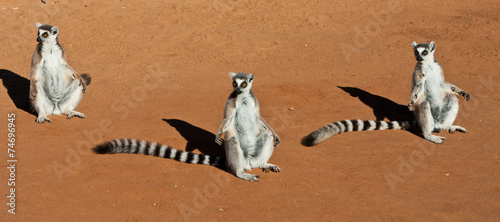 Group of Ring Tailed Lemurs in the Morning Sun Wallpaper Mural