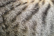 © srckomkrit - Close-up of tabby cat fur texture background