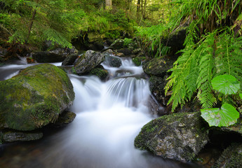 Mountain creek in the national park Sumava-Czech Republic