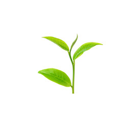 Poster - green tea leaf isolated on white background