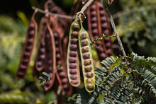 Detail Of Locust Seed Pods