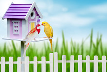 Bird House And Two Parrots