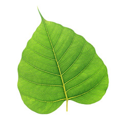 tree leaves isolated on white background