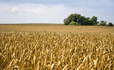 Field of wheat