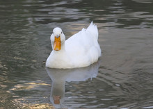 White Duck With Reflection In The Water