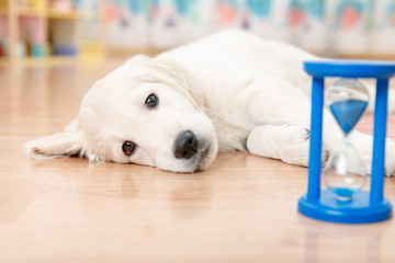 Wall Mural - training of golden retriever puppy