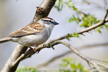 Chipping Sparrow Perched In A Tree