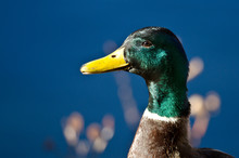 Profile Of A Male Mallard Duck