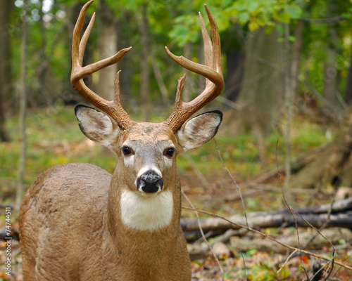 Plakat Whitetail Deer Buck