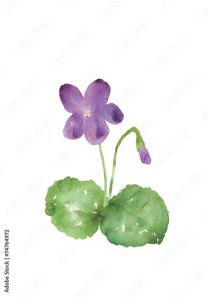 すみれの花とつぼみ 水彩イラスト の Stock イラスト | Adobe Stock