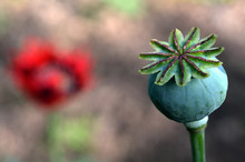 Opium Poppy - Papaver Somniferum
