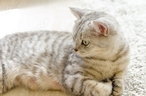 寝そべる母猫 左向き Buy This Stock Photo And Explore Similar Images At Adobe Stock Adobe Stock