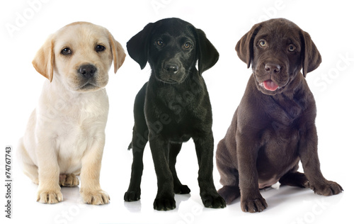 Fototapeta do kuchni puppies labrador retriever