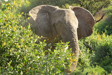 Wall Mural - African elephant in the bush