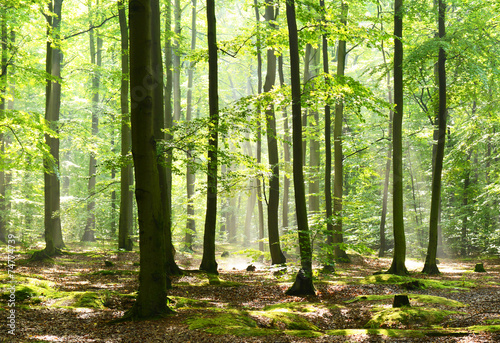 Nowoczesny obraz na płótnie forest