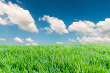 Blue Sky And Green Grass Field.