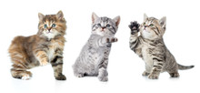 Set Of Various Kittens With Paw Up Isolated