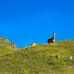 Caucasian goats in the mountains