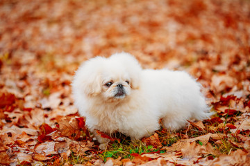  White Pekingese Pekinese Peke Whelp Puppy Dog