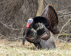 Wall Mural - Wild Turkey