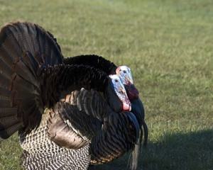 Wall Mural - Wild Turkey