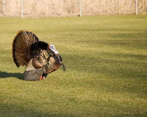 wild turkey strutting