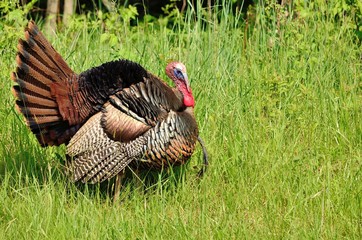 Wall Mural - Wild Turkey