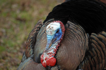 Wall Mural - Wild Turkey (Meleagris gallopavo)