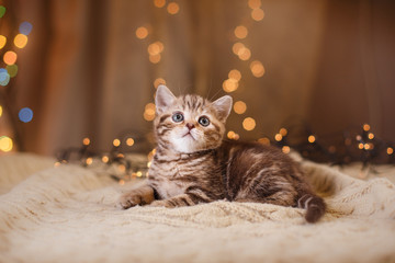 British kitten, Christmas and New Year