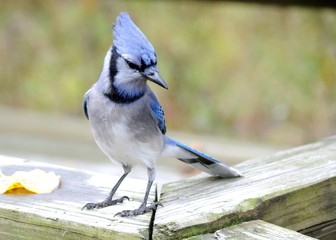 Wall Mural - Blue Jay