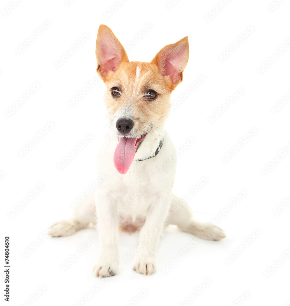 Funny little dog Jack Russell terrier, isolated on white