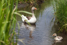 Goose And Goslings Swimming In River