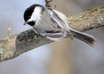 Sticker - Black-capped Chickadee