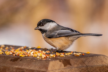 Sticker - Black-capped Chickadee