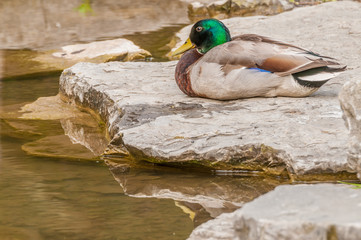 Wall Mural - Male Mallard Duck